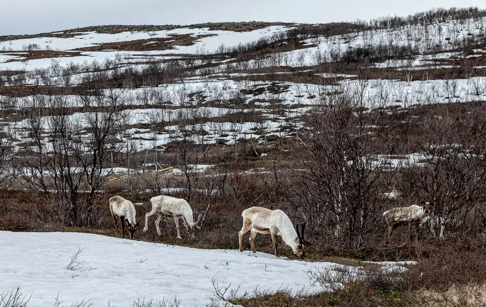 Utsjoki: Besuch auf der Rentierfarm – Symbolbild