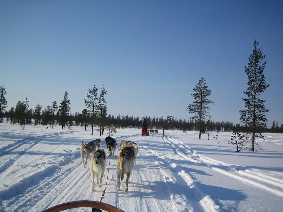Saariselkä: 10 km Husky-Safari mit Besuch der Hundezwinger – Symbolbild