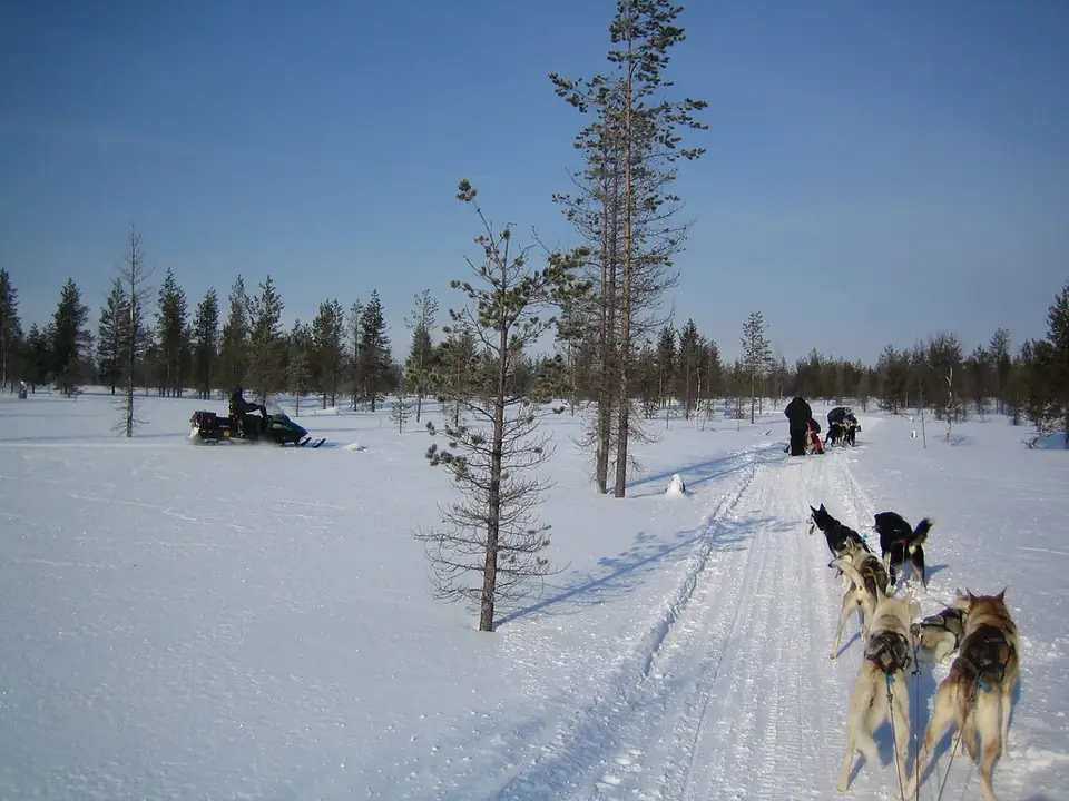 Huskyvaljakko lumisessa metsässä. Valjakkoretket lähtevät Saariselän ja Ivalon suunnalta; Utsjoelta niitä ei ole GetYourGuidessa tarjolla.