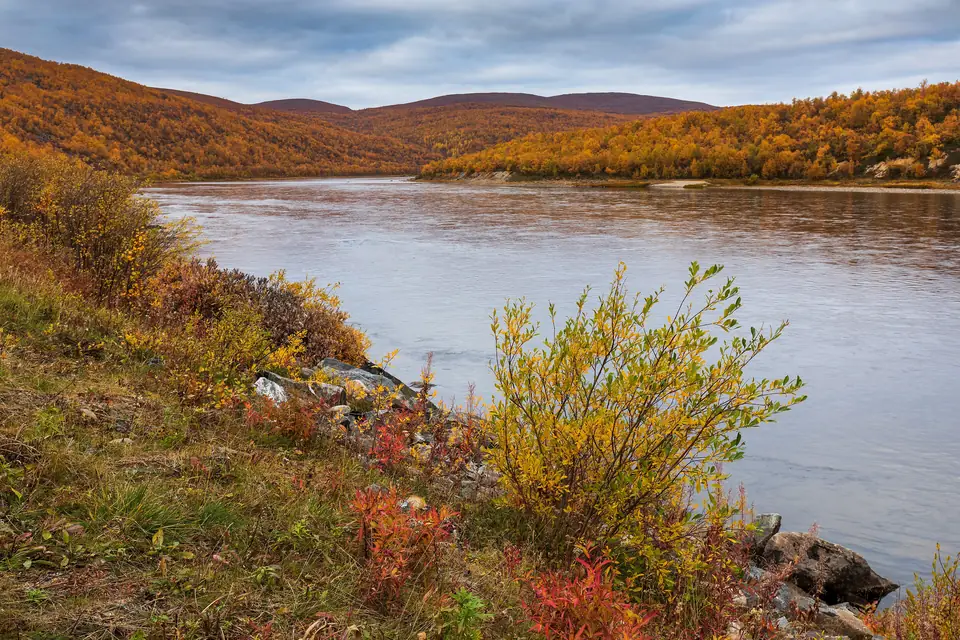 Der Teno zur Zeit der Herbstfärbung bei Goržá in Utsjoki