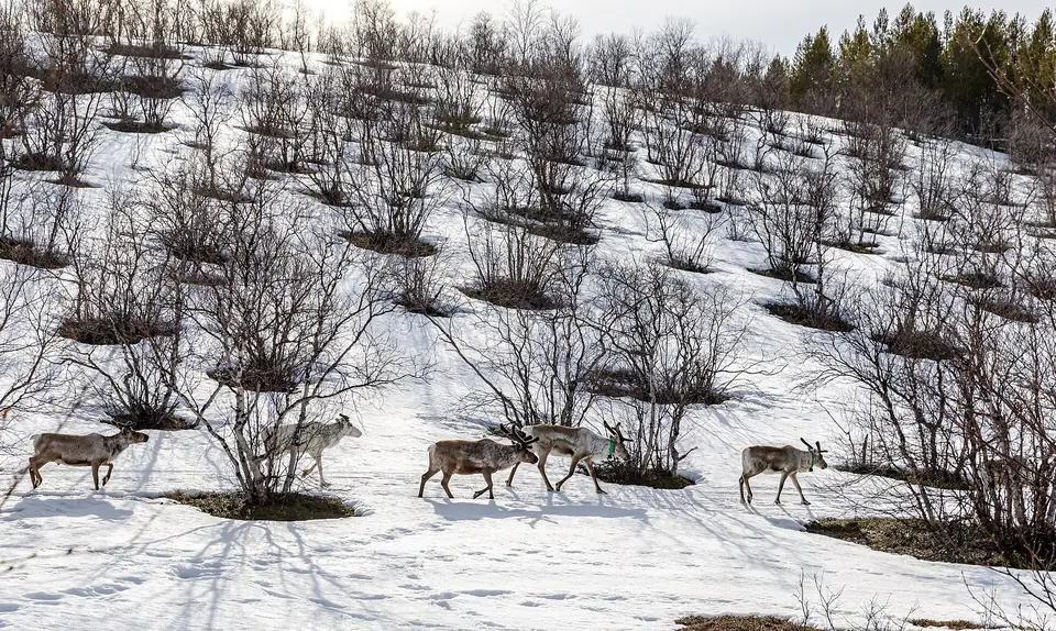 Rentiere auf dem Frühjahrsschnee in Utsjoki. Rentiere gehören immer jemandem; beobachten Sie sie daher aus der Entfernung und in Ruhe.